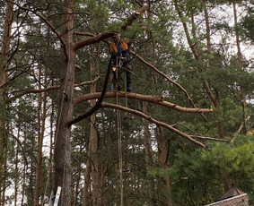 Arboristo Paslaugos.avarinių medžių pjovimas-aplinkos darbai / Rolandas Surdokas / Darbų pavyzdys ID 2695233