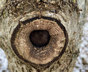 Arboristo Paslaugos.avarinių medžių pjovimas-aplinkos darbai / Rolandas Surdokas / Darbų pavyzdys ID 2695237