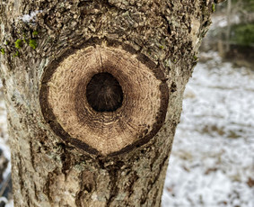 Arboristo Paslaugos.avarinių medžių pjovimas-aplinkos darbai / Rolandas Surdokas / Darbų pavyzdys ID 2695239