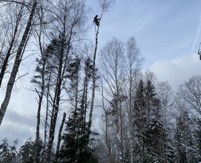 Arboristo Paslaugos.avarinių medžių pjovimas-aplinkos darbai / Rolandas Surdokas / Darbų pavyzdys ID 2695251