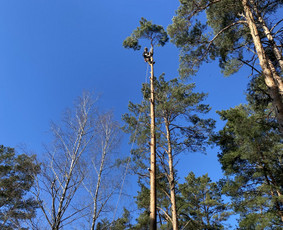 Arboristo Paslaugos.avarinių medžių pjovimas-aplinkos darbai / Rolandas Surdokas / Darbų pavyzdys ID 2695253