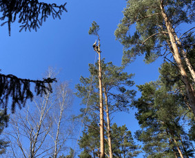 Arboristo Paslaugos.avarinių medžių pjovimas-aplinkos darbai / Rolandas Surdokas / Darbų pavyzdys ID 2695255
