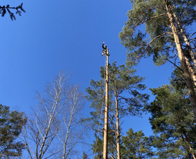 Arboristo Paslaugos.avarinių medžių pjovimas-aplinkos darbai / Rolandas Surdokas / Darbų pavyzdys ID 2695257