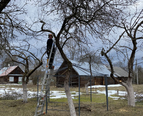 Arboristo Paslaugos.avarinių medžių pjovimas-aplinkos darbai / Rolandas Surdokas / Darbų pavyzdys ID 2695259