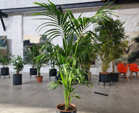 Kalėdinių Dekoracijų Nuoma / JUNGLE FLORA / Darbų pavyzdys ID 2697873