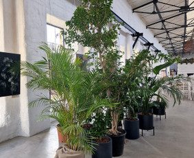 Kalėdinių Dekoracijų Nuoma / JUNGLE FLORA / Darbų pavyzdys ID 2697875