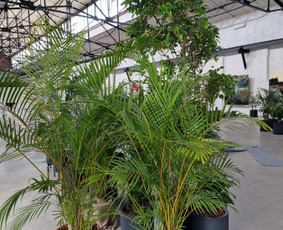 Kalėdinių Dekoracijų Nuoma / JUNGLE FLORA / Darbų pavyzdys ID 2697877