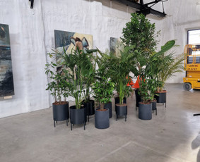 Kalėdinių Dekoracijų Nuoma / JUNGLE FLORA / Darbų pavyzdys ID 2697887