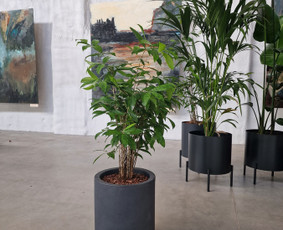 Kalėdinių Dekoracijų Nuoma / JUNGLE FLORA / Darbų pavyzdys ID 2697889