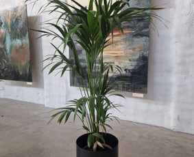 Kalėdinių Dekoracijų Nuoma / JUNGLE FLORA / Darbų pavyzdys ID 2697895