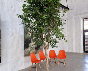 Kalėdinių Dekoracijų Nuoma / JUNGLE FLORA / Darbų pavyzdys ID 2697939