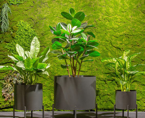 Jungle_Flora_Vazonu_Kolekcija