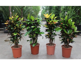 Kalėdinių Dekoracijų Nuoma / JUNGLE FLORA / Darbų pavyzdys ID 2697949