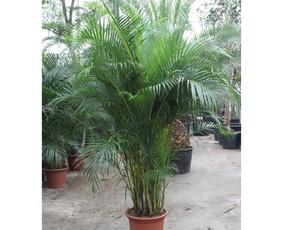 Kalėdinių Dekoracijų Nuoma / JUNGLE FLORA / Darbų pavyzdys ID 2697951