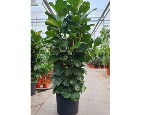 Kalėdinių Dekoracijų Nuoma / JUNGLE FLORA / Darbų pavyzdys ID 2697953