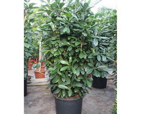 Kalėdinių Dekoracijų Nuoma / JUNGLE FLORA / Darbų pavyzdys ID 2697957