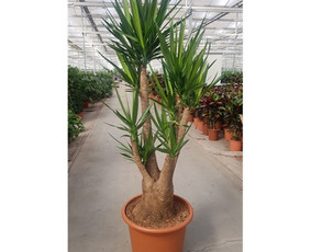 Kalėdinių Dekoracijų Nuoma / JUNGLE FLORA / Darbų pavyzdys ID 2697959
