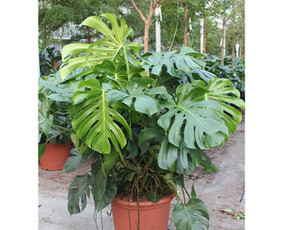 Kalėdinių Dekoracijų Nuoma / JUNGLE FLORA / Darbų pavyzdys ID 2697961