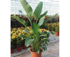 Kalėdinių Dekoracijų Nuoma / JUNGLE FLORA / Darbų pavyzdys ID 2698069