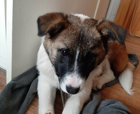 Gyvūnų auklė/veterinarė - Šunų viešbučiai, vedžiojimas, priežiūra - 3 Šunų viešbučiai, vedžiojimas, priežiūra - Gyvūnų auklė/veterinarė - 3