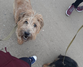 Gyvūnų auklė/veterinarė - Šunų viešbučiai, vedžiojimas, priežiūra - 2 Šunų viešbučiai, vedžiojimas, priežiūra - Gyvūnų auklė/veterinarė - 2