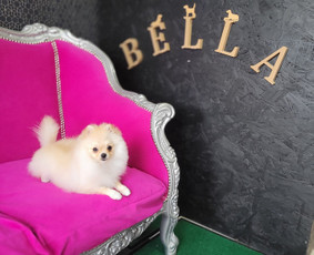 Šunų kirpykla Bella - SPA paslaugos šunims - 4 SPA paslaugos šunims - Šunų kirpykla Bella - 4