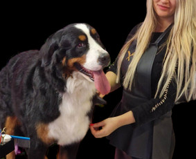 Šunų kirpykla Bella / Šunų kirpykla Bella / Darbų pavyzdys ID 2704119