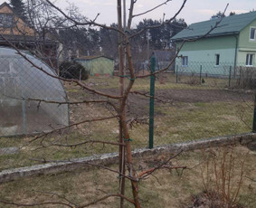 Vaismedžių genėjimas, medžių pjovimas, gyvatvorių genėjimas - Vaismedžių genėjimas - 4 Vaismedžių genėjimas - Vaismedžių genėjimas, medžių pjovimas, gyvatvorių genėjimas - 4