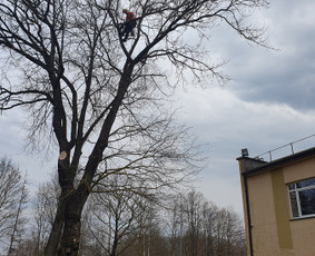 Medžių genėjimas, Medžių pjiovimas / Alytaus medkirtys / Darbų pavyzdys ID 2710449