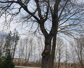 Medžių genėjimas, Medžių pjiovimas / Alytaus medkirtys / Darbų pavyzdys ID 2710465