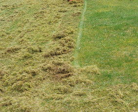 Vejos priežiūra, įrengimas - Vejos skarifikavimas, aeravimas, tręšimas, kiti kiemo darbai - 2