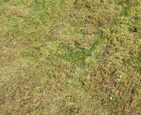 Vejos priežiūra, įrengimas - Vejos skarifikavimas, aeravimas, tręšimas, kiti kiemo darbai - 3