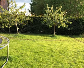 Vejos įrengimas, ruloninė veja, laistymas - Statybos, apdaila - 2 Statybos, apdaila - Vejos įrengimas, ruloninė veja, laistymas - 2