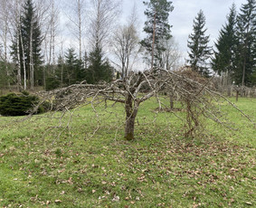 Arboristo Paslaugos.avarinių medžių pjovimas-aplinkos darbai / Rolandas Surdokas / Darbų pavyzdys ID 2719505
