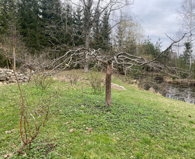 Arboristo Paslaugos.avarinių medžių pjovimas-aplinkos darbai / Rolandas Surdokas / Darbų pavyzdys ID 2719507