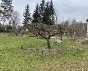 Vaismedžių genėjimas.aeracija. Gyvatvorių karpymas. Malkos. / Rolandas Surdokas / Darbų pavyzdys ID 2719519
