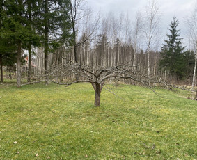 Vaismedžių genėjimas.aeracija. Gyvatvorių karpymas. Malkos. / Rolandas Surdokas / Darbų pavyzdys ID 2719521