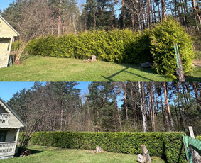 Medžių pjovimas-genėjimas / MB Medžio Kvapas / Darbų pavyzdys ID 2728685