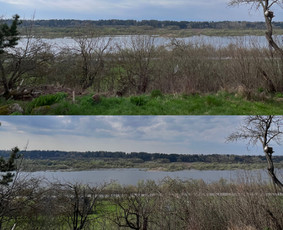Medžių pjovimas-genėjimas / MB Medžio Kvapas / Darbų pavyzdys ID 2728687