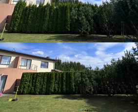Medžių pjovimas-genėjimas/gyvatvorių karpymas / MB Medžio Kvapas / Darbų pavyzdys ID 2728713