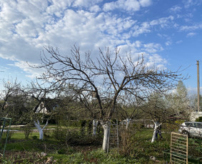 Vaismedžių genėjimas.aeracija. Gyvatvorių karpymas. Malkos. / Rolandas Surdokas / Darbų pavyzdys ID 2730745