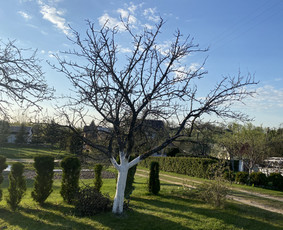 Vaismedžių genėjimas.aeracija. Gyvatvorių karpymas. Malkos. / Rolandas Surdokas / Darbų pavyzdys ID 2730749