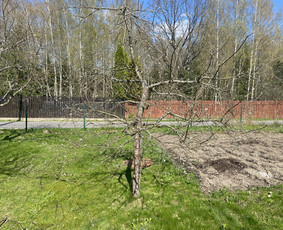 Vaismedžių genėjimas.aeracija. Gyvatvorių karpymas. Malkos. / Rolandas Surdokas / Darbų pavyzdys ID 2730751