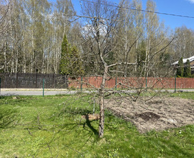 Vaismedžių genėjimas.aeracija. Gyvatvorių karpymas. Malkos. / Rolandas Surdokas / Darbų pavyzdys ID 2730753