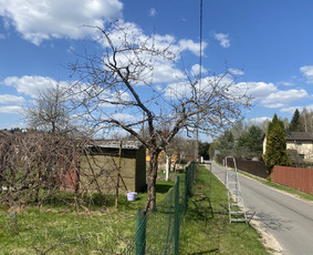 Vaismedžių genėjimas.aeracija. Gyvatvorių karpymas. Malkos. / Rolandas Surdokas / Darbų pavyzdys ID 2730761