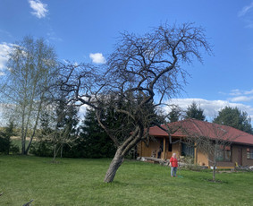 Vaismedžių genėjimas.aeracija. Gyvatvorių karpymas. Malkos. / Rolandas Surdokas / Darbų pavyzdys ID 2730765