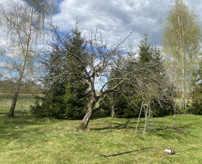 Vaismedžių genėjimas.aeracija. Gyvatvorių karpymas. Malkos. / Rolandas Surdokas / Darbų pavyzdys ID 2730767