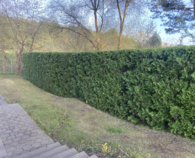 Vaismedžių genėjimas.aeracija. Gyvatvorių karpymas. Malkos. / Rolandas Surdokas / Darbų pavyzdys ID 2730773