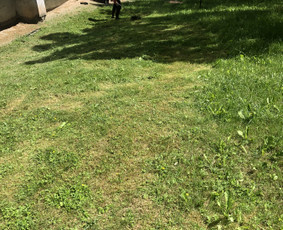 Žolės pjovimas / Aplinkos priežiūros darbai / Daimonas Ambrazas / Darbų pavyzdys ID 2733341