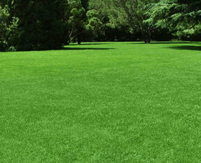 Vejos įrengimas .Augalų sodinimas. Trinkelių klojimas. - Vejos įrengimas: sėjimas, ruloninė veja - 1 Vejos įrengimas: sėjimas, ruloninė veja - Vejos įrengimas .Augalų sodinimas. Trinkelių klojimas. - 1